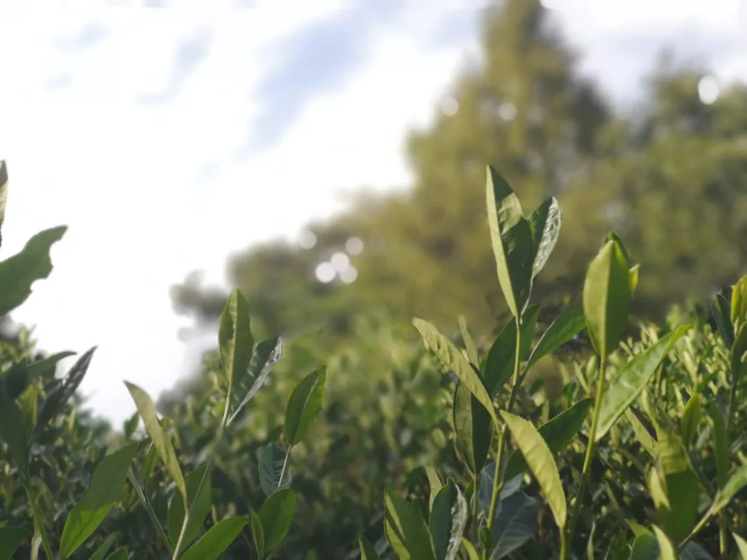 【目录】浙江省农业农村厅关于中央农机创新产品（茶叶初加工成套设施装备）农机购置与应用补贴的通告