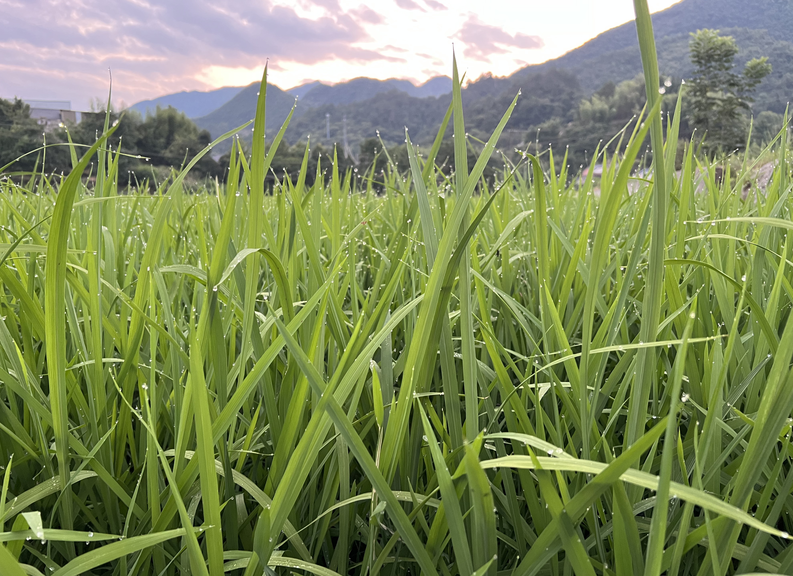 2026年水稻重大病虫害防控技术方案