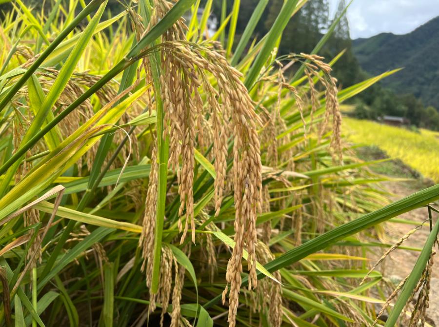 重庆农机鉴定站调研粮油烘干装备企业——聚力补齐产地烘干短板，提升防灾减灾能力